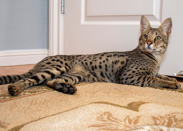 Full body view of Savannah cat showing muscular build and stripe pattern
