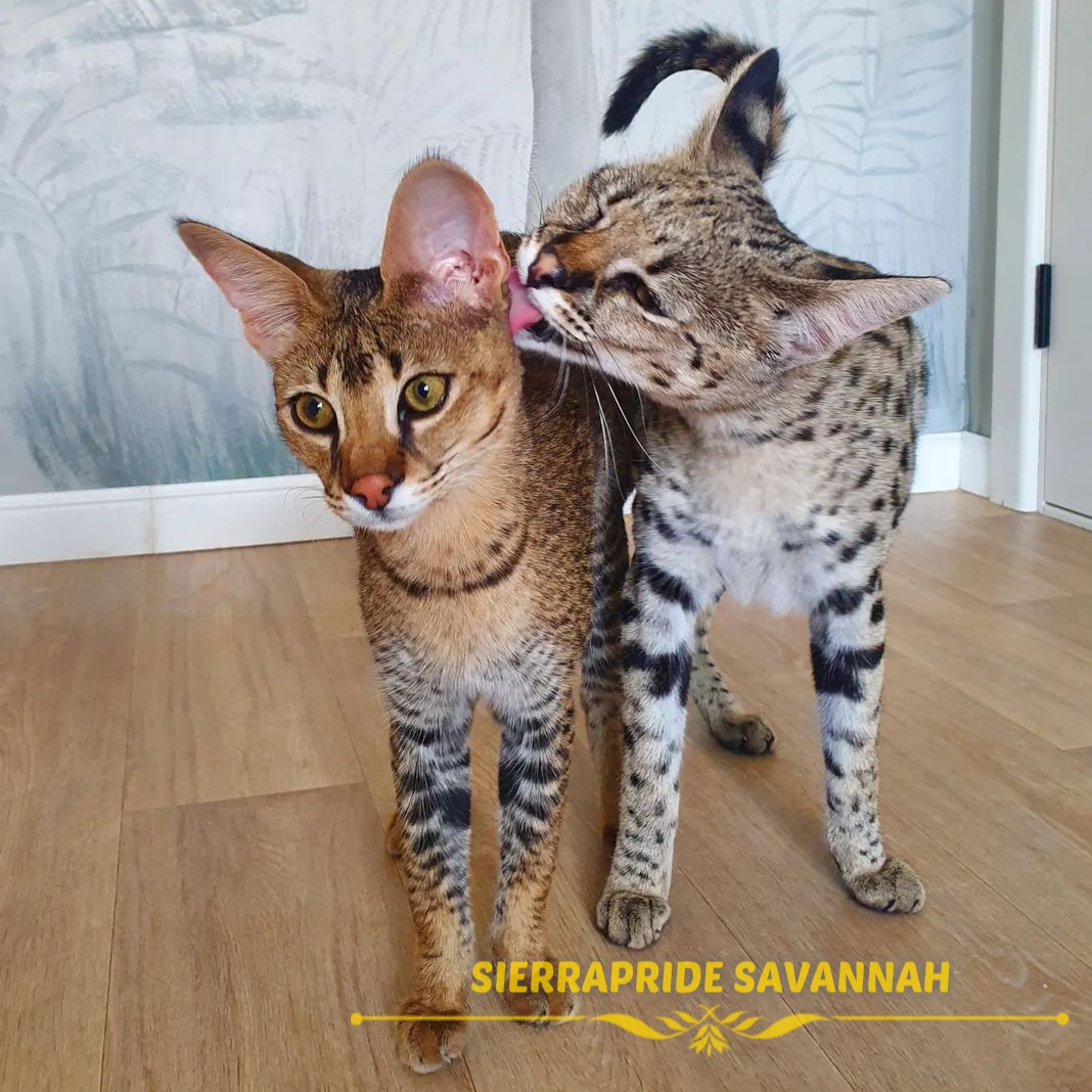 Savannah Cats For Sale