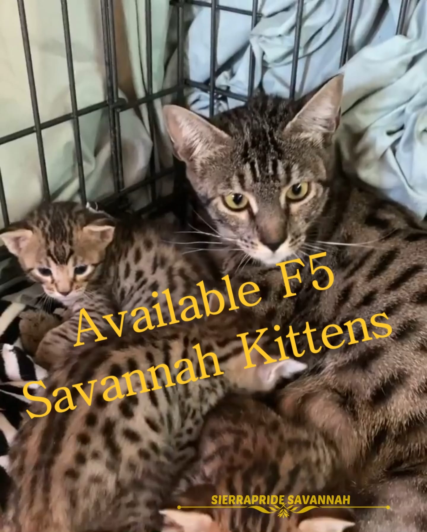 f2 savannah cats Kittens For Sale