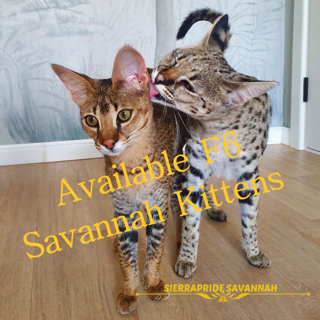 f2 savannah cats